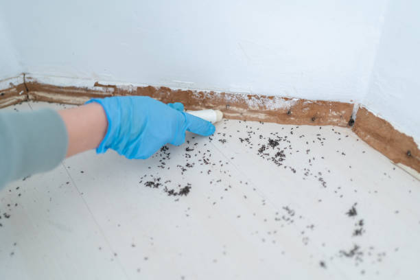 Best Termite Control Services  in Sto Brook, NY